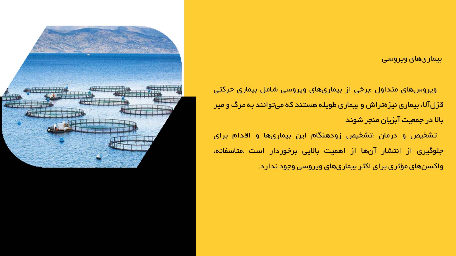پاورپوینت در مورد بیماری‌ها و چالش‌های بهداشتی در پرورش آبزیان